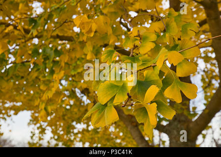 Der Ginko Baum im Garten mit seinen Blättern in herbstlichen Farben. Stockfoto