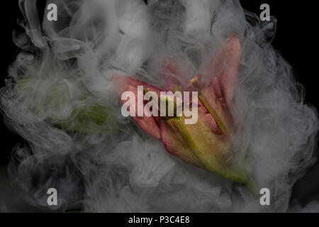 Blume im Rauch auf schwarzem Hintergrund Stockfoto