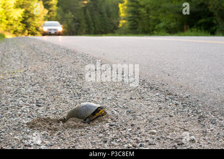 Weibliche Blanding Turtle's (Emydoidea blandingii) Eier auf der Seite einer Straße. Stockfoto