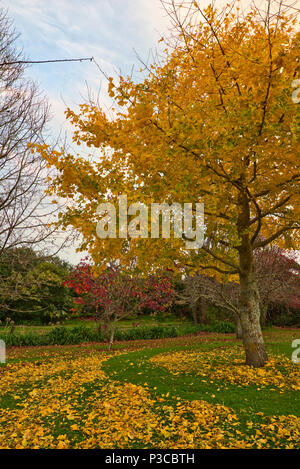 Der Ginko Baum im Garten mit seinen Blättern in herbstlichen Farben. Stockfoto