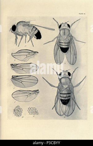 Beiträge zur Genetik der Fruchtfliege Drosophila melanogaster... Washington, der Carnegie Institution in Washington, 1919. Http://biodiversitylibrary.org/page/805453 2 Beiträge zur Genetik der Fruchtfliege Drosophila melanogaster (1919) - Platte 10-BioDivLibrary Seite 805453 Stockfoto