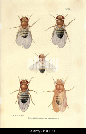 Beiträge zur Genetik der Fruchtfliege Drosophila melanogaster... Washington, der Carnegie Institution in Washington, 1919. Http://biodiversitylibrary.org/page/805313 2 Beiträge zur Genetik der Fruchtfliege Drosophila melanogaster (1919) - Platine 1 - BioDivLibrary Seite 805313 Stockfoto