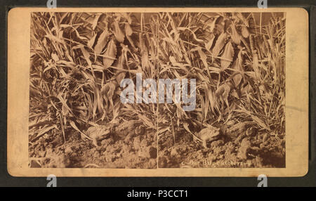 . Unser bug-catchers. Alternative Titel: Views in New Mexico, Arizona, und Alten Mexiko. Abdeckung: 1870?-1900?. Quelle Impressum: 1870?-1900?. Digitale Element veröffentlicht 6-30 2005; 2-13-2009 aktualisiert. 225 Unser bug-Catcher, durch Wittick, Ben, 1845-1903 Stockfoto
