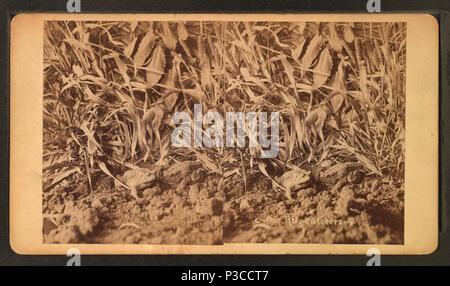 225 Unser bug-Catcher, durch Wittick, Ben, 1845-1903 2. Stockfoto