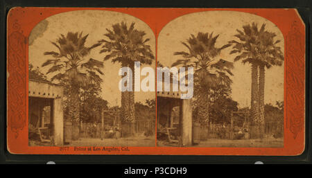 228 Palmen am Los Angeles, cal, nach Kontinent Stereoscopic Company Stockfoto