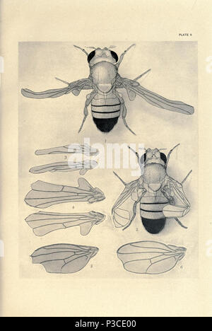 Beiträge zur Genetik der Fruchtfliege Drosophila melanogaster... Washington, der Carnegie Institution in Washington, 1919. Http://biodiversitylibrary.org/page/805628 2 Beiträge zur Genetik der Fruchtfliege Drosophila melanogaster (1919) - Blatt 9 - BioDivLibrary Seite 805628 Stockfoto