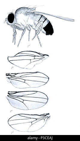 . Beiträge zur Genetik der Fruchtfliege Drosophila melanogaster.... Washington, der Carnegie Institution in Washington, 1919.. Biodiversitylibrary.org/page/805453. 6. September 2013, 11:42 Uhr. Biodiversity Heritage Library 2 Dachs Mutation - Beiträge zur Genetik der Fruchtfliege Drosophila melanogaster (1919) - Platte 10-BioDivLibrary Seite 805453 (7/8) Stockfoto