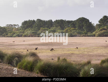 Wilde Kängurus in Australien Stockfoto