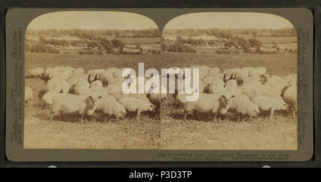 243 prämierten Schafe (thoroughbred Shropshires) in reichen Klee Weide, südlichen Michigan, von Robert N. Dennis Sammlung von stereoskopische Ansichten Stockfoto