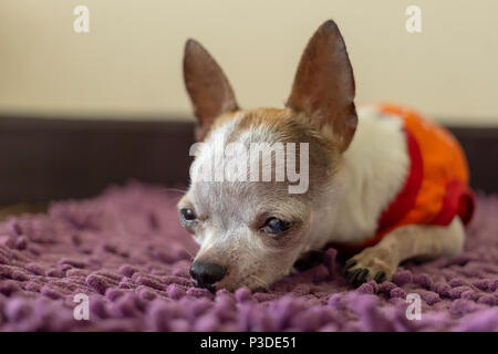 Kleine weiße kurze Haare weiblich Chihuahua Hund ruht auf Fuß Abstreifer Stockfoto