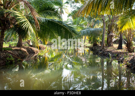 Kleinen Kanal im tiefen Regenwald, im südlichen Kerala Backwaters, Indien Stockfoto
