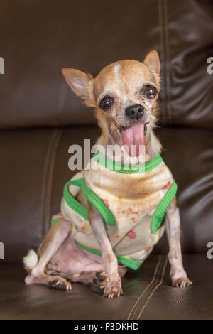 Kleine braune Chihuahua Hund tragen schmutzigen Hemd innen Stockfoto