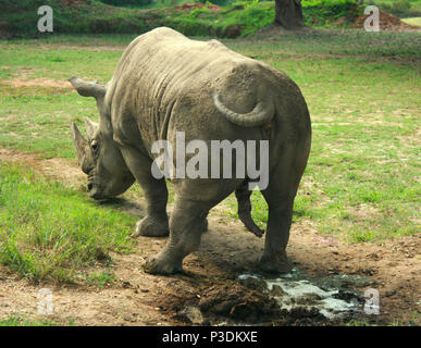 Indische Nashorn (Rhinoceros unicornis) Stehend auf dem Gras, Indien Stockfoto