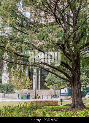 Austin, Texas - Dezember 30, 2017: Blick auf einen der Bäume auf dem Platz der Republik in der Innenstadt. Stockfoto