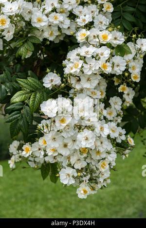 Rosa Möwe weiß blühenden rambling Rose, grosse Reiche flowerer. Stockfoto