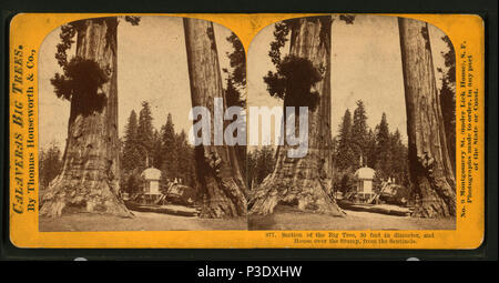 267 Abschnitt der Großen Baum, 30 Meter im Durchmesser, und Haus über den Stumpf, von den Sentinels, von Lawrence & Amp; Houseworth Stockfoto