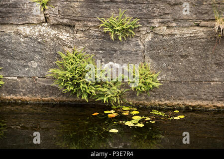 Maidenhair spleenwort, Asplenium trichomanes, wachsen im Mauerwerk der Alten Schleuse an tewitfield Schlösser an der Lancaster Canal auf der Cumbria/ Stockfoto