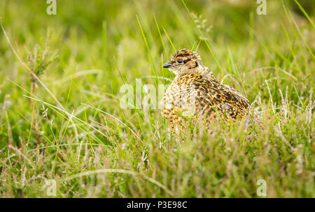 Moorschneehuhn Küken auf Grouse Moor. In Heide und Gräser Stand. Yorkshire, UK. England. Landschaft. Wissenschaftlicher Name: Lagopus lagopus Scotica Stockfoto