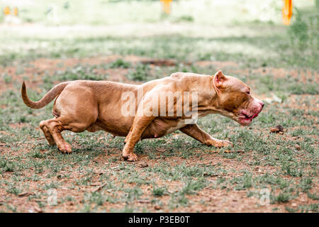 Kämpfende Hund im Park spazieren, Bull Stockfoto