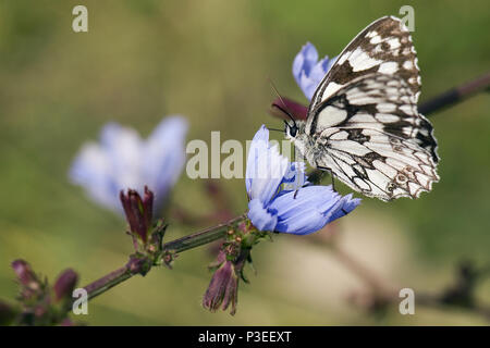 Marmor weiß Schmetterling - Melanargia galathea, wunderschönen schwarzen und weißen Schmetterling der Europäischen wiesen. Stockfoto