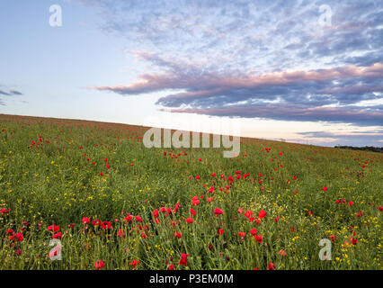 Wunderschöne rote Mohnblumen füllen Sie ein Feld in der Nähe des West Yorkshire Dorf Ackworth. Stockfoto