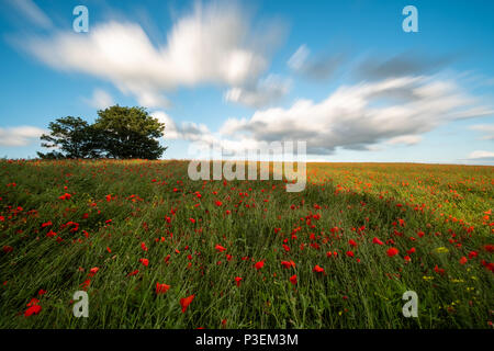 Wunderschöne rote Mohnblumen füllen Sie ein Feld in der Nähe des West Yorkshire Dorf Ackworth. Stockfoto