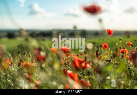 Wunderschöne rote Mohnblumen füllen Sie ein Feld in der Nähe des West Yorkshire Dorf Ackworth. Stockfoto