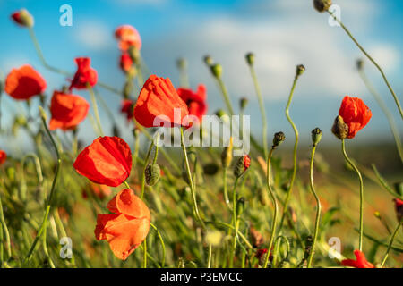 Wunderschöne rote Mohnblumen füllen Sie ein Feld in der Nähe des West Yorkshire Dorf Ackworth. Stockfoto