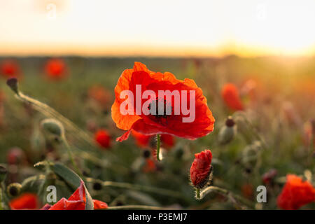 Wunderschöne rote Mohnblumen füllen Sie ein Feld in der Nähe des West Yorkshire Dorf Ackworth. Stockfoto