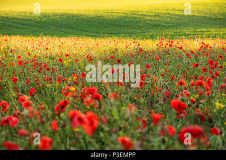 Wunderschöne rote Mohnblumen füllen Sie ein Feld in der Nähe des West Yorkshire Dorf Ackworth. Stockfoto