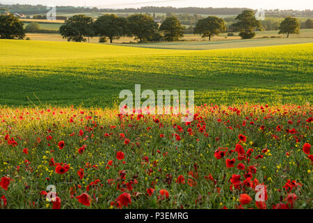 Wunderschöne rote Mohnblumen füllen Sie ein Feld in der Nähe des West Yorkshire Dorf Ackworth. Stockfoto