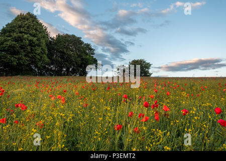 Wunderschöne rote Mohnblumen füllen Sie ein Feld in der Nähe des West Yorkshire Dorf Ackworth. Stockfoto