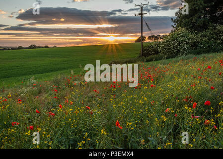 Wunderschöne rote Mohnblumen füllen Sie ein Feld in der Nähe des West Yorkshire Dorf Ackworth. Stockfoto