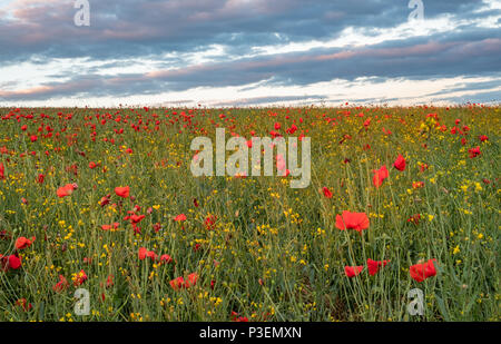 Wunderschöne rote Mohnblumen füllen Sie ein Feld in der Nähe des West Yorkshire Dorf Ackworth. Stockfoto