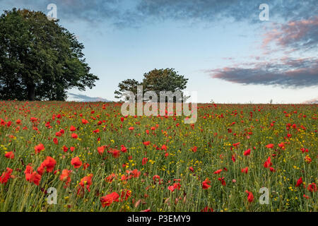 Wunderschöne rote Mohnblumen füllen Sie ein Feld in der Nähe des West Yorkshire Dorf Ackworth. Stockfoto