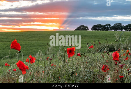 Wunderschöne rote Mohnblumen füllen Sie ein Feld in der Nähe des West Yorkshire Dorf Ackworth. Stockfoto