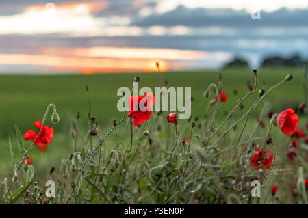 Wunderschöne rote Mohnblumen füllen Sie ein Feld in der Nähe des West Yorkshire Dorf Ackworth. Stockfoto