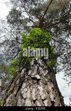 Reben wächst der Stamm eines hohen Pine Tree Stockfoto