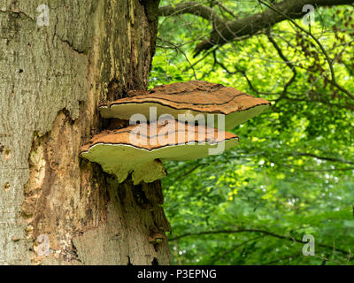 Ganoderma adspersum südlichen Halterung Pilz auf alten Laubbaum trunk, Lincolnshire, England, Großbritannien Stockfoto