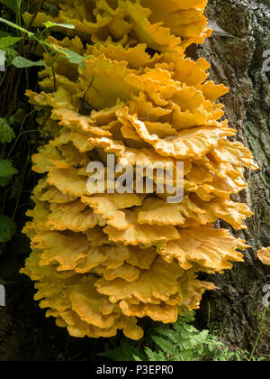 Große "Huhn der Wälder' (Laetiporus sulfureus) Halterung Pilz auf Baumstamm, Lincolnshire, England, Großbritannien Stockfoto