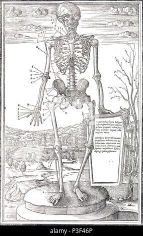 Anatomische Skelett Abbildung von De Humani Corporis partium dissectione libri tres von Charles Estienne veröffentlicht ca. 1545 Stockfoto