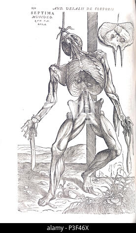 Anatomische Skelett Abbildung kann von De Humani Corporis Fabrica libri septem von Andreas Vesalius veröffentlicht ca. 1543 Stockfoto