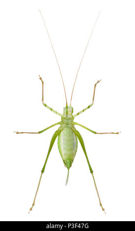 Weibliche gesprenkelten Busch - Kricket, Leptophyes punctatissima, vor weißem Hintergrund Stockfoto