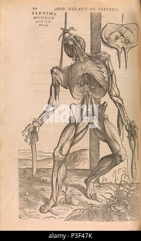 Anatomische Skelett Abbildung kann von De Humani Corporis Fabrica libri septem von Andreas Vesalius veröffentlicht ca. 1543 Stockfoto