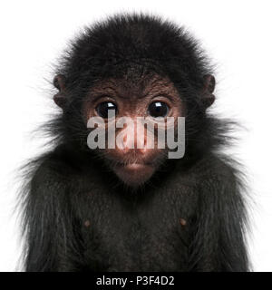 Red-faced Klammeraffen, Ateles paniscus, 3 Monate alt, vor weißem Hintergrund Stockfoto