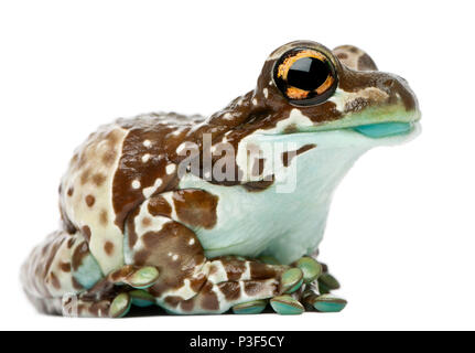 Amazon Milch Frosch, Trachycephalus Resinifictrix, vor weißem Hintergrund Stockfoto