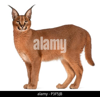 Caracal Caracal Caracal, 6 Monate alt, vor weißem Hintergrund Stockfoto