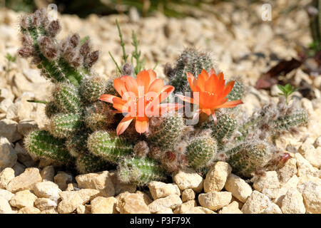 Orange blühende Chamaelobivia Hybriden, (jetzt Echinopsis Hybriden genannt). Stockfoto