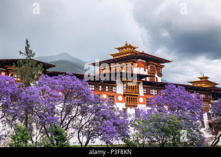 Die schöne Dzong von Punakha scheint in der Monsun Herrlichkeit mit lila Bäume zu beglückwünschen. Stockfoto