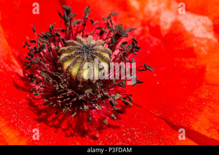 Mohnblumen und poppyhead, in der Nähe und im Inneren Mohn Stockfoto